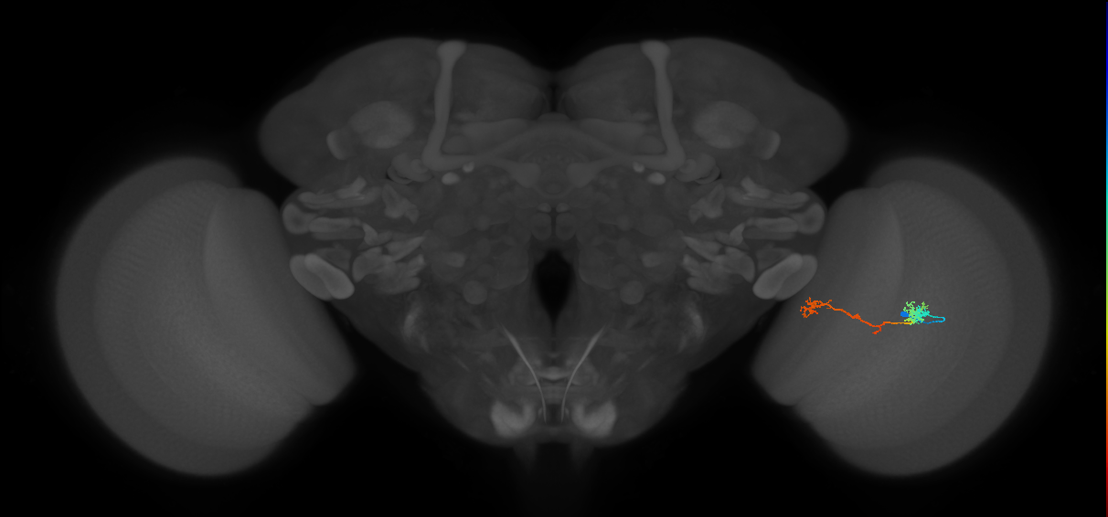 Tm5Y_R (MaleCNS:73698)