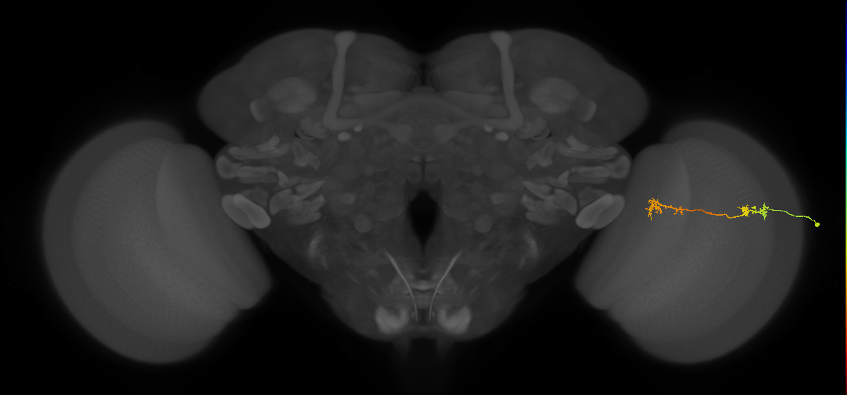 Tm5Y_R (MaleCNS:72500)