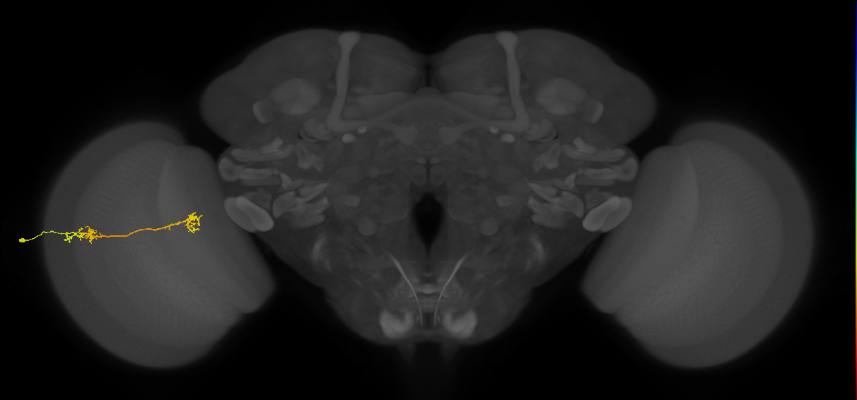 Tm5Y_L (MaleCNS:59017)