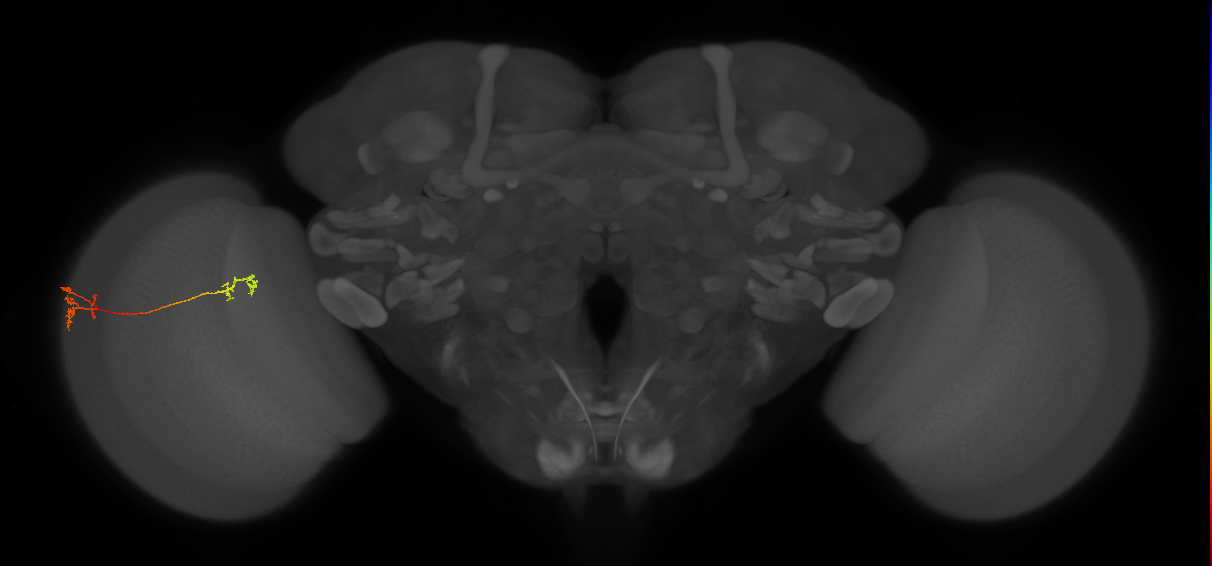 Tm5Y_L (MaleCNS:514839)