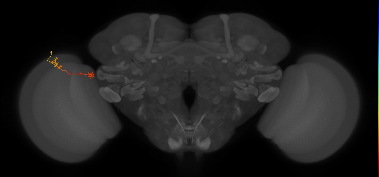 Tm5Y_L (MaleCNS:534861)