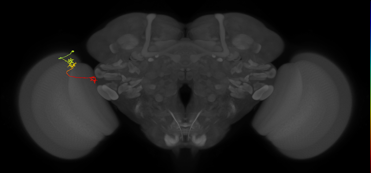 Tm5Y_L (MaleCNS:126515)