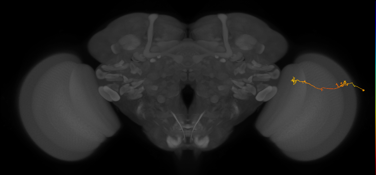 Tm5Y_R (MaleCNS:88809)
