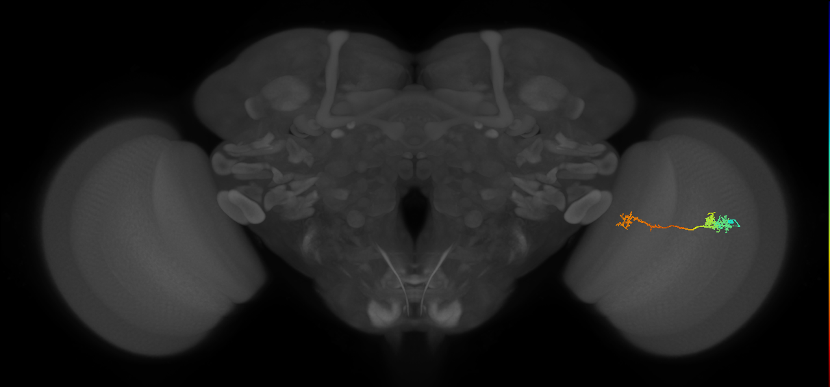 Tm5Y_R (MaleCNS:66040)