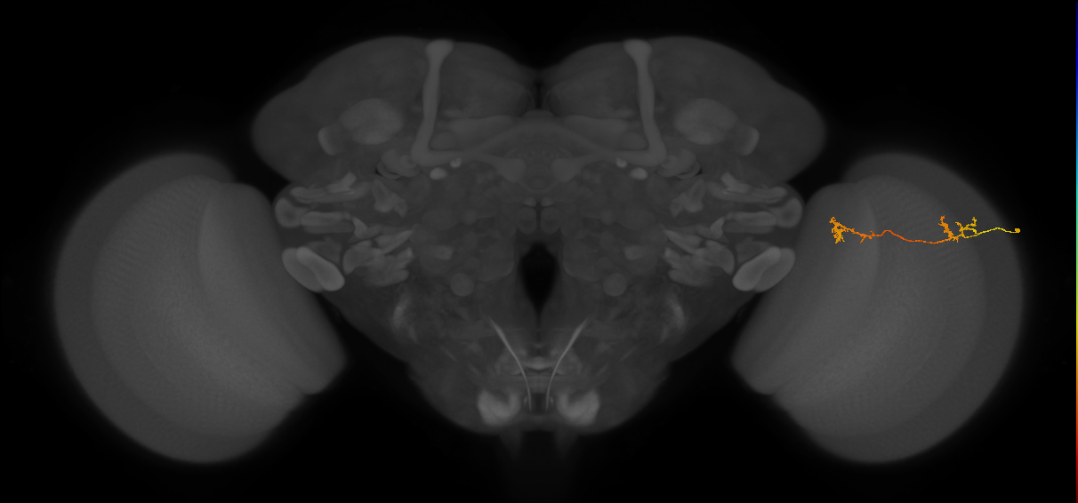 Tm5Y_R (MaleCNS:90984)