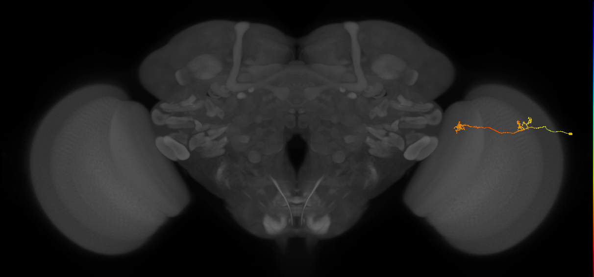 Tm5Y_R (MaleCNS:125553)