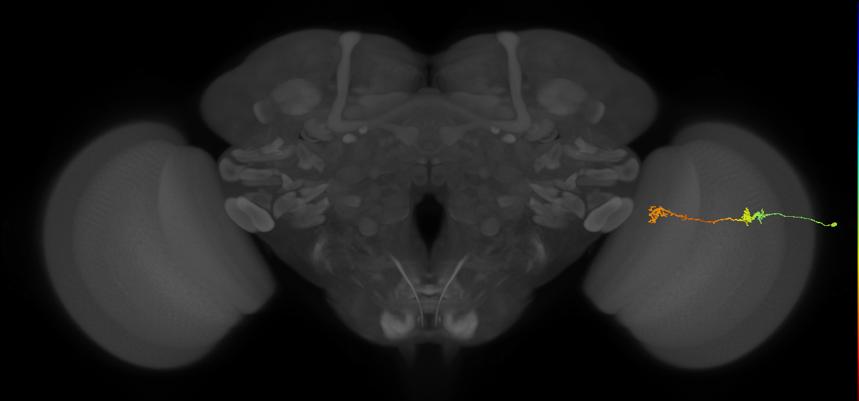 Tm5Y_R (MaleCNS:72098)