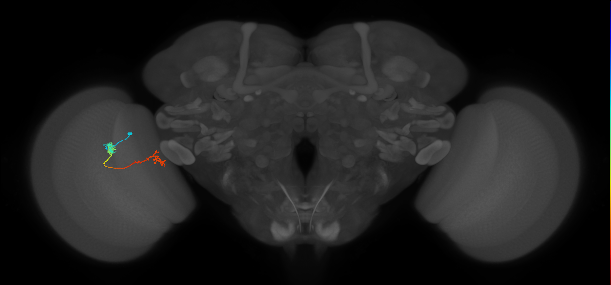 Tm5Y_L (MaleCNS:531204)