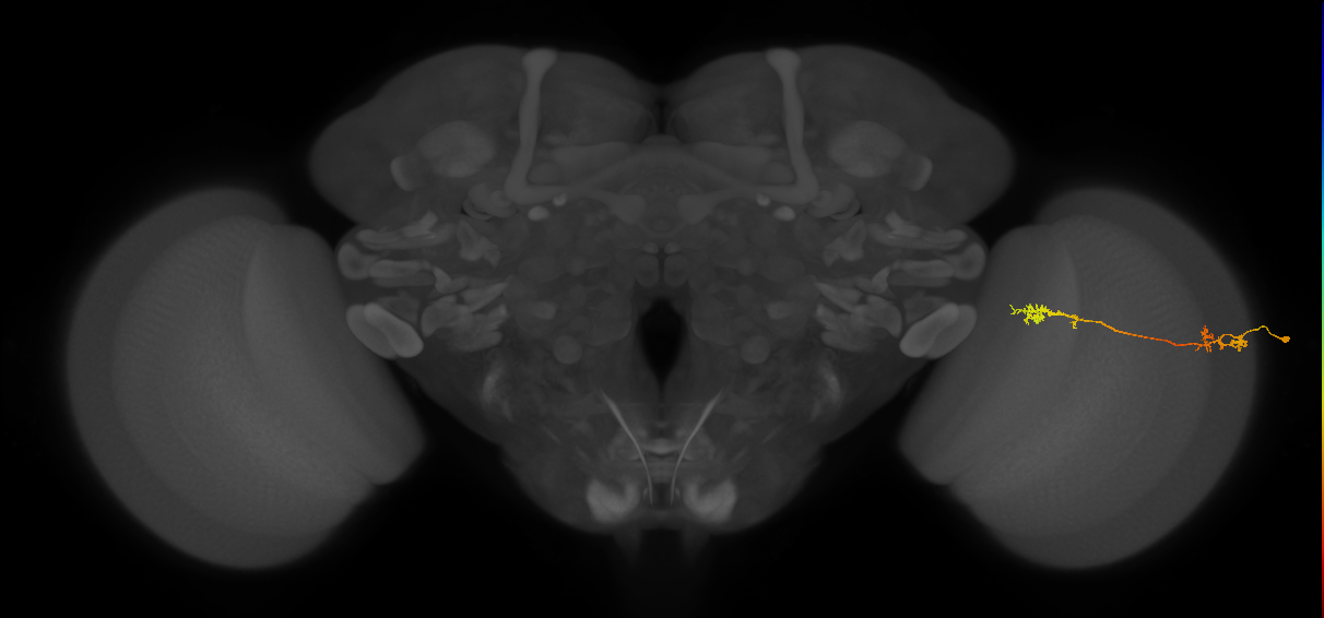 Tm5Y_R (MaleCNS:65048)