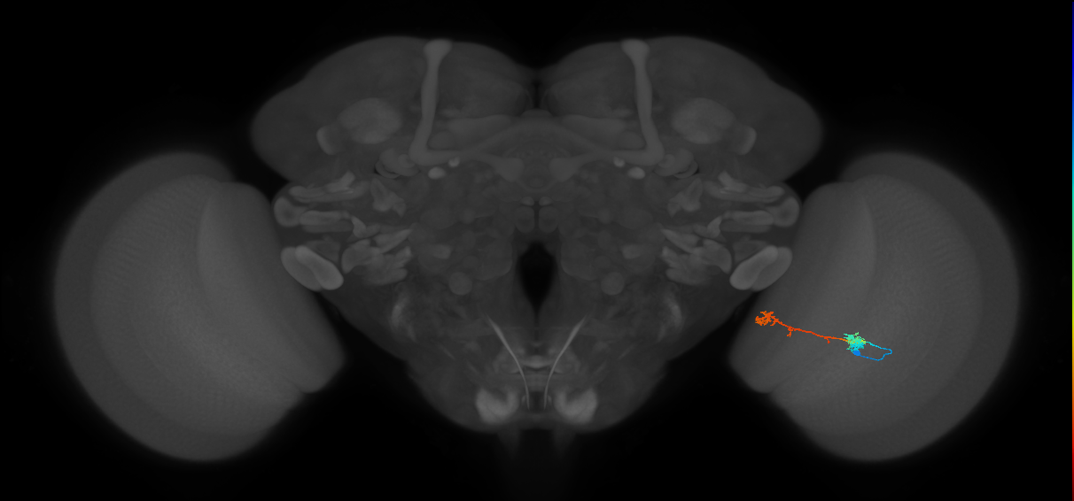 Tm5Y_R (MaleCNS:74896)