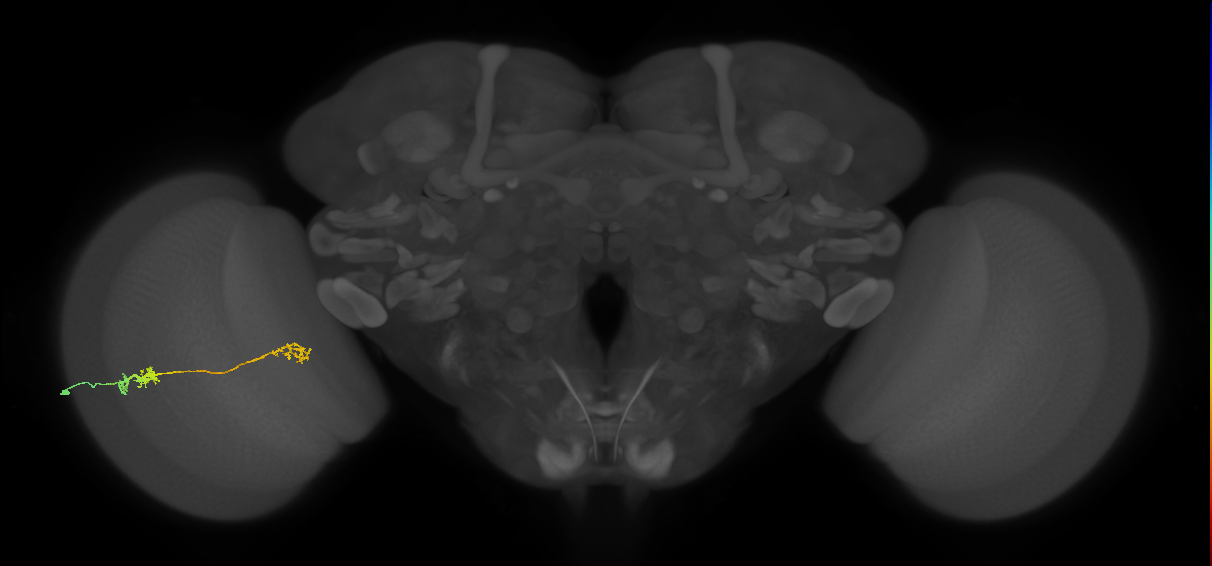 Tm5Y_L (MaleCNS:536028)