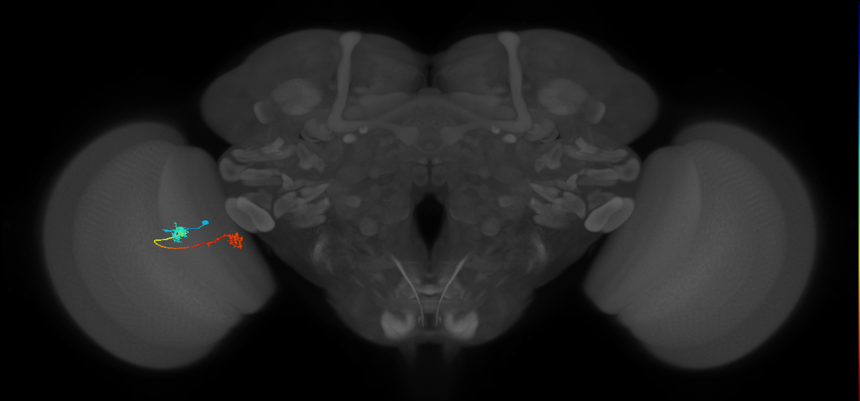 Tm5Y_L (MaleCNS:535873)