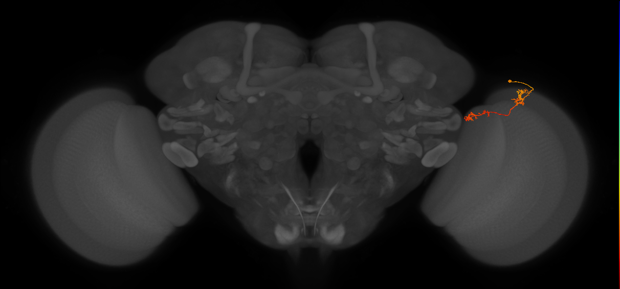 Tm5Y_R (MaleCNS:111087)