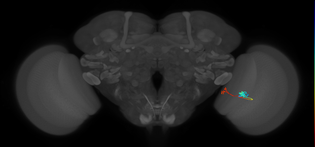 Tm5Y_R (MaleCNS:71532)