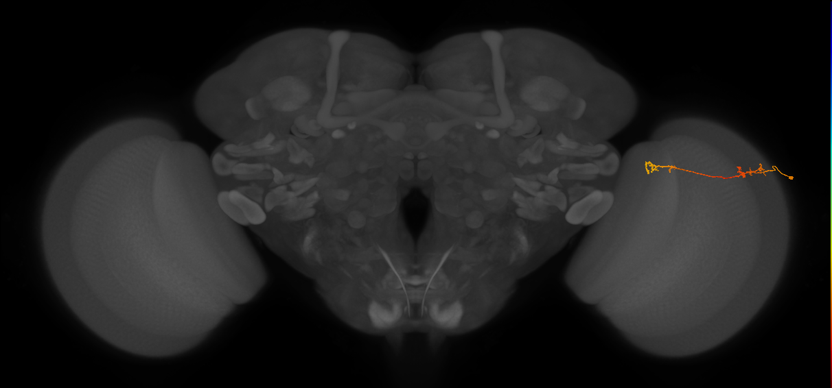 Tm5Y_R (MaleCNS:103508)
