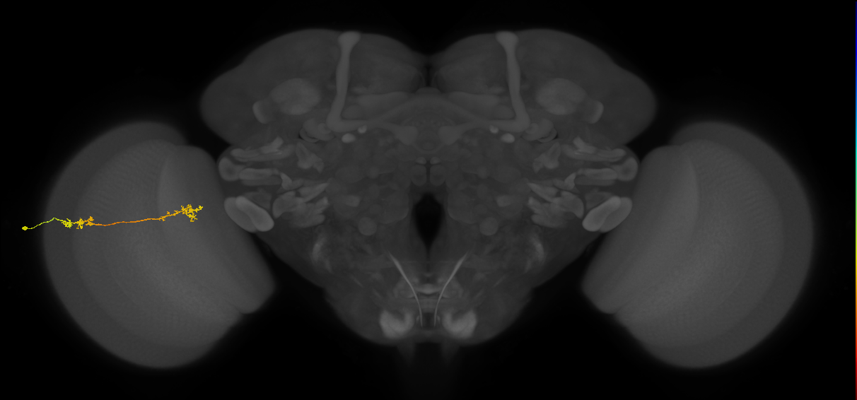 Tm5Y_L (MaleCNS:537115)
