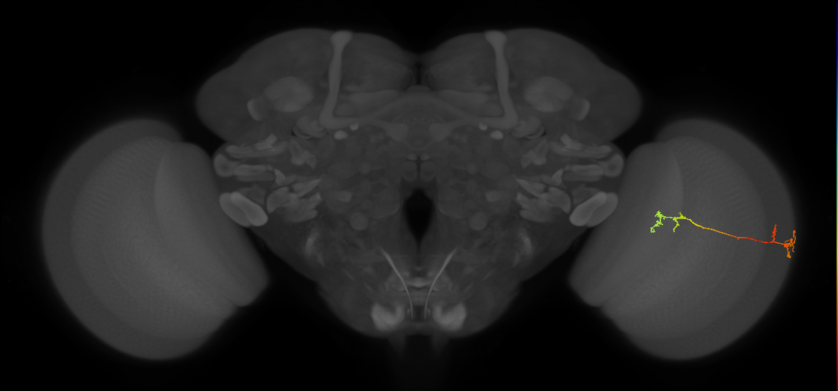 Tm5Y_R (MaleCNS:91039)