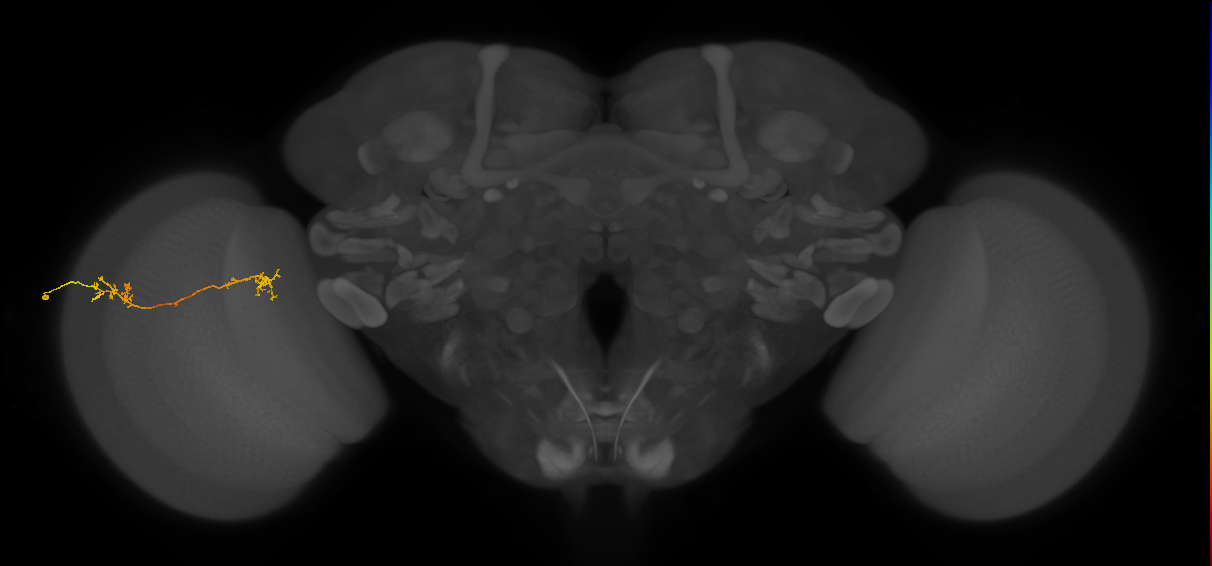 Tm5Y_L (MaleCNS:65537)