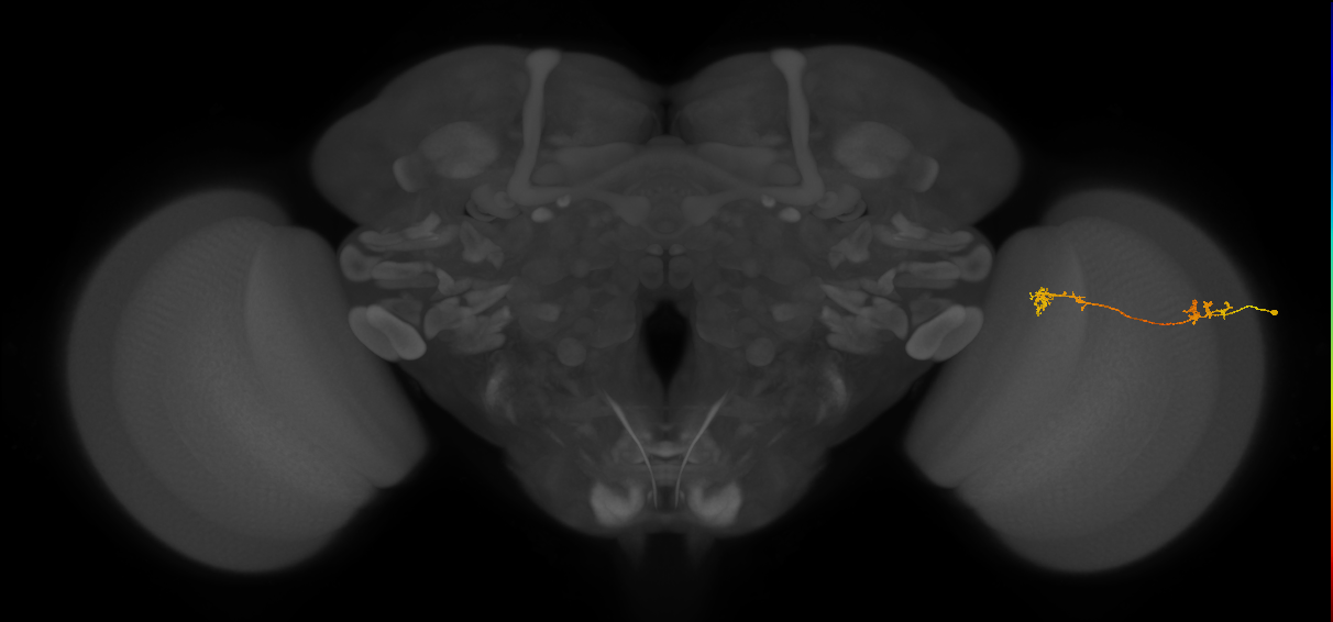 Tm5Y_R (MaleCNS:82777)
