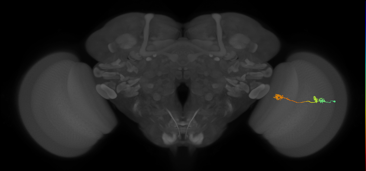 Tm5Y_R (MaleCNS:63493)