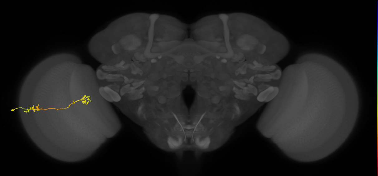 Tm5Y_L (MaleCNS:581153)