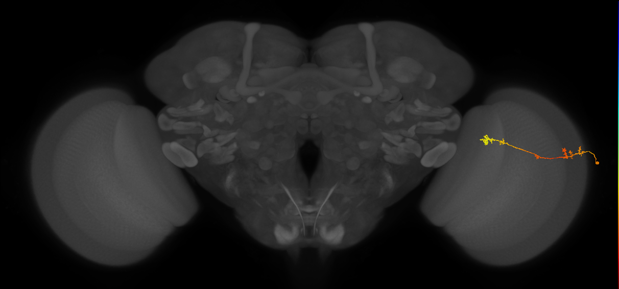 Tm5Y_R (MaleCNS:77027)