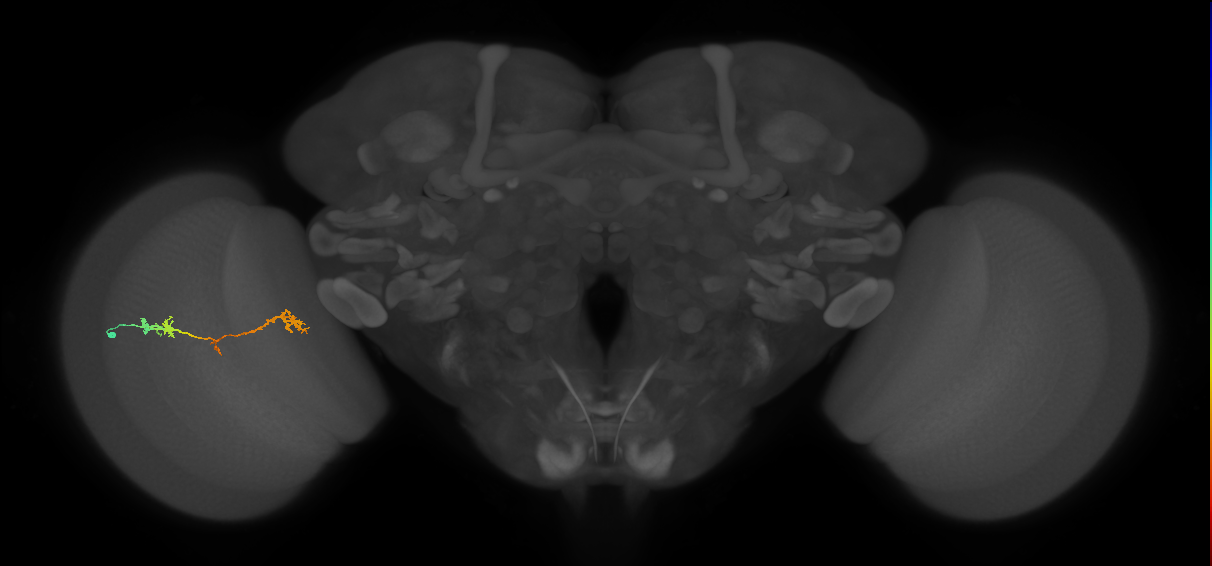 Tm5Y_L (MaleCNS:63282)