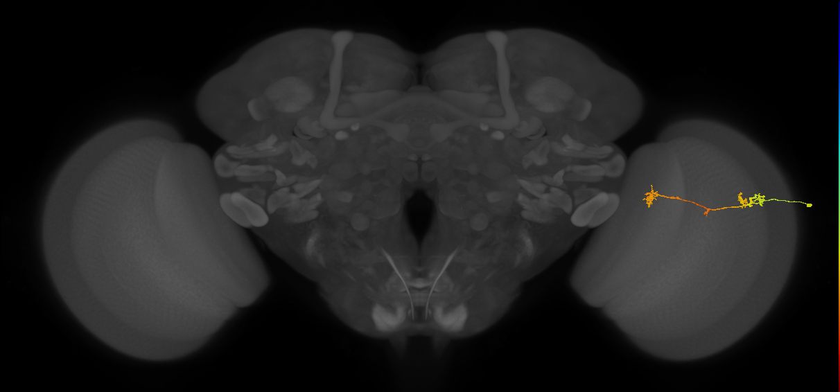 Tm5Y_R (MaleCNS:77024)