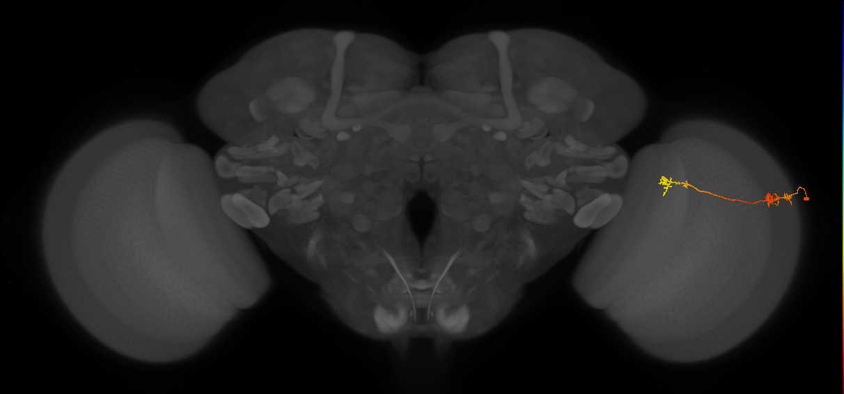 Tm5Y_R (MaleCNS:122884)