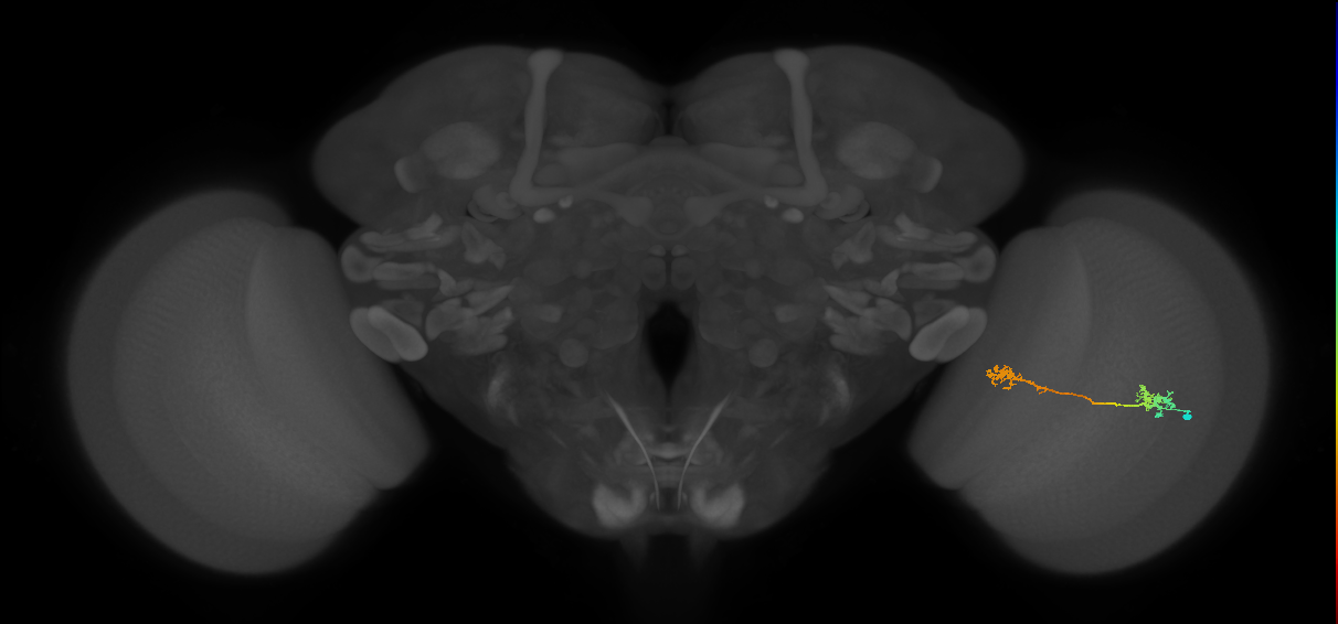 Tm5Y_R (MaleCNS:67057)
