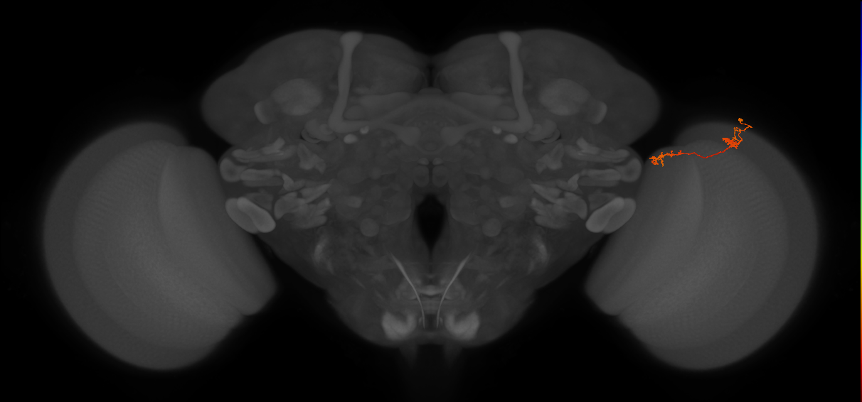 Tm5Y_R (MaleCNS:118910)
