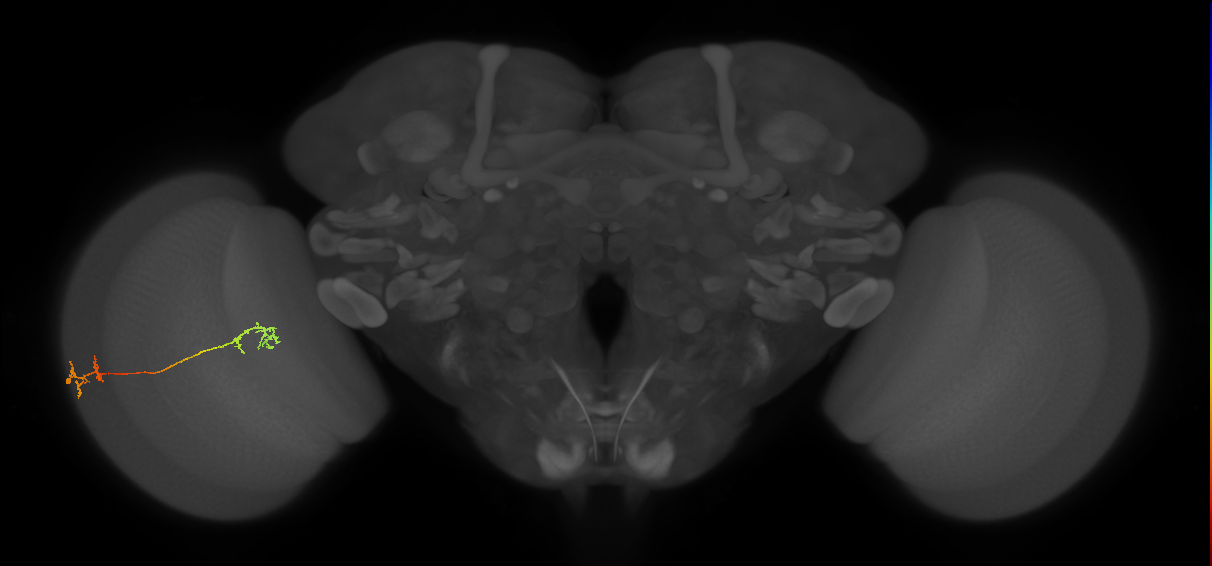 Tm5Y_L (MaleCNS:160079)