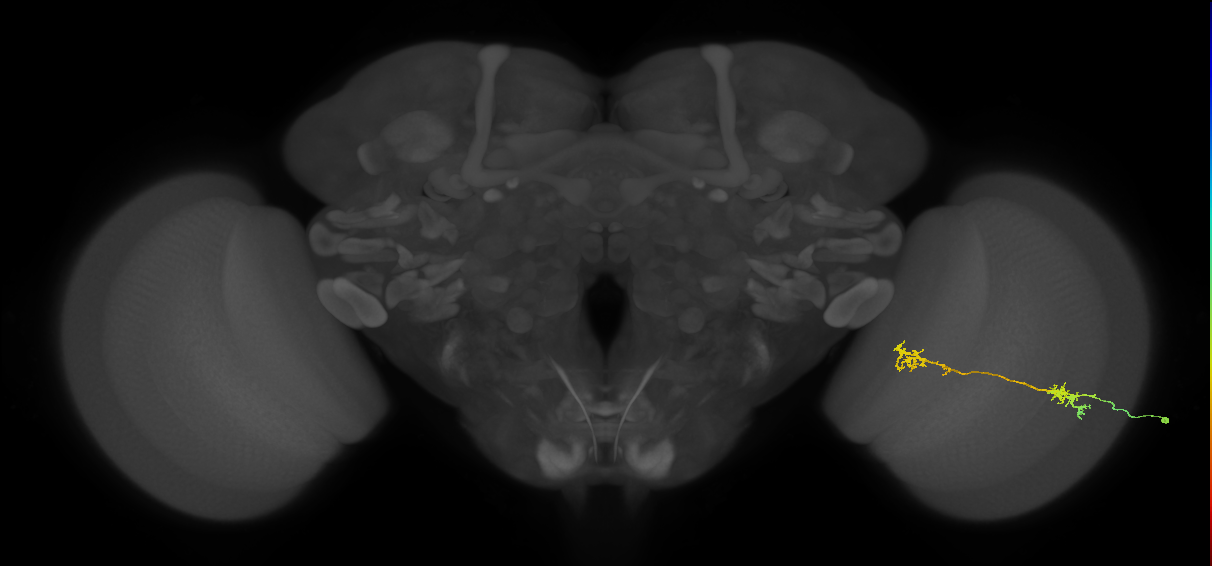 Tm5Y_R (MaleCNS:38080)