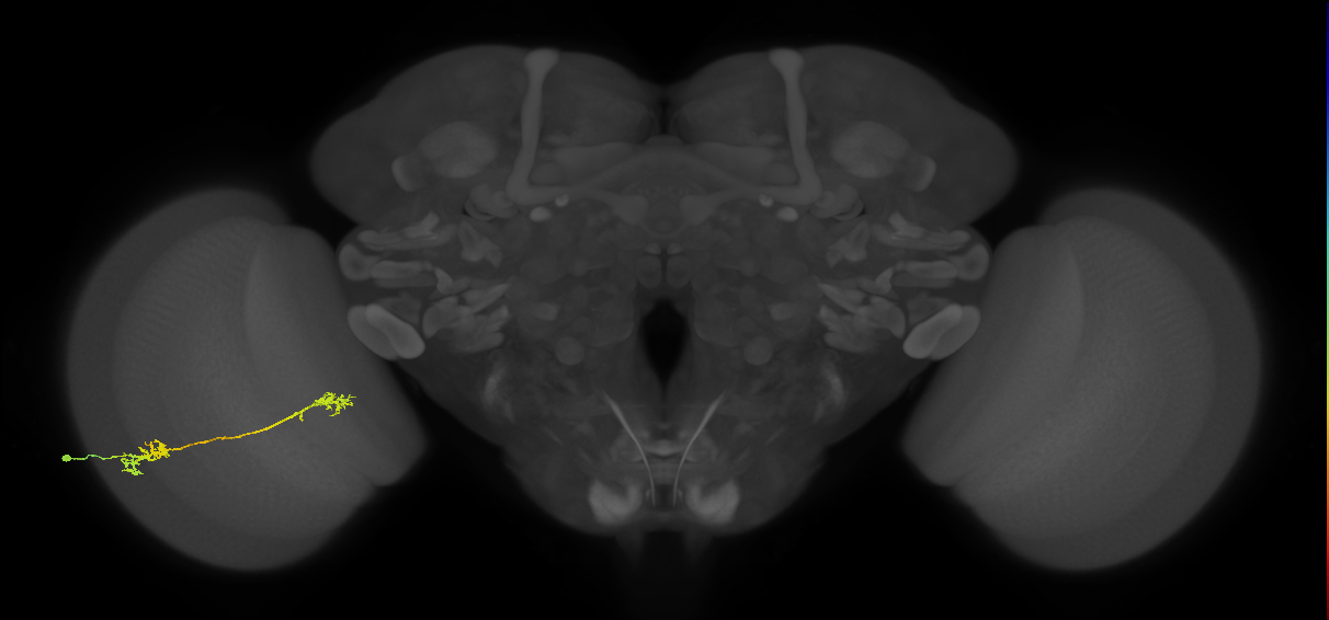 Tm5Y_L (MaleCNS:72964)