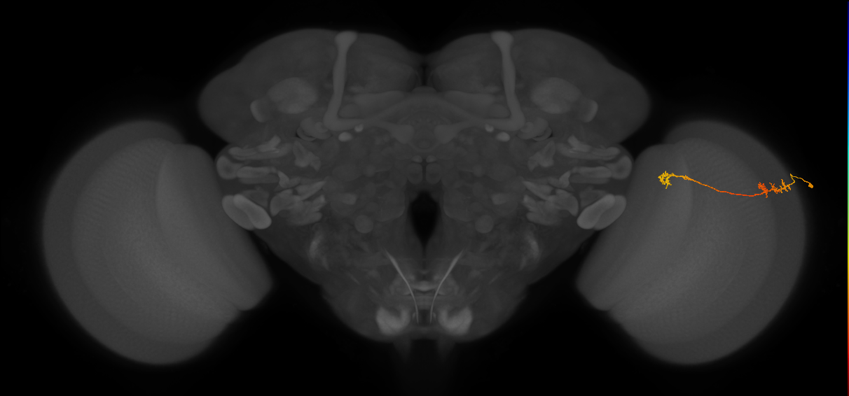Tm5Y_R (MaleCNS:85324)