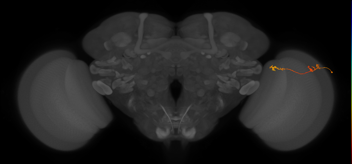 Tm5Y_R (MaleCNS:86565)