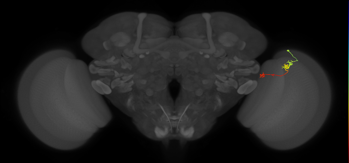 Tm5Y_R (MaleCNS:96578)