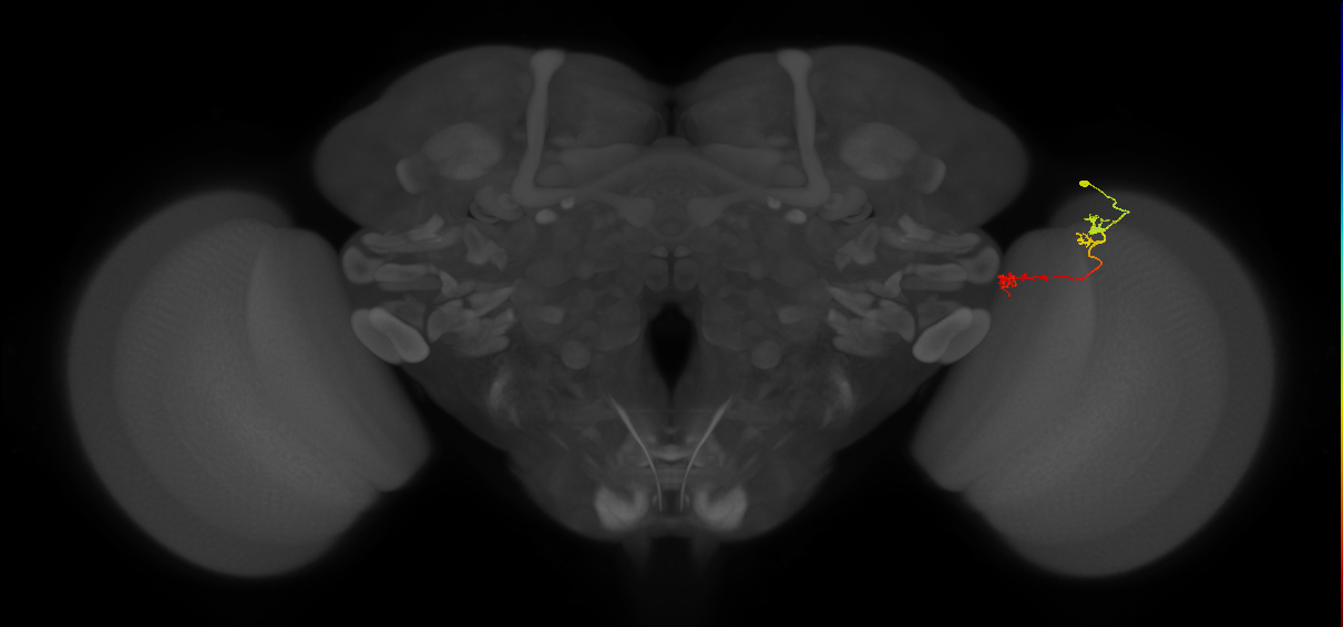 Tm5Y_R (MaleCNS:89720)