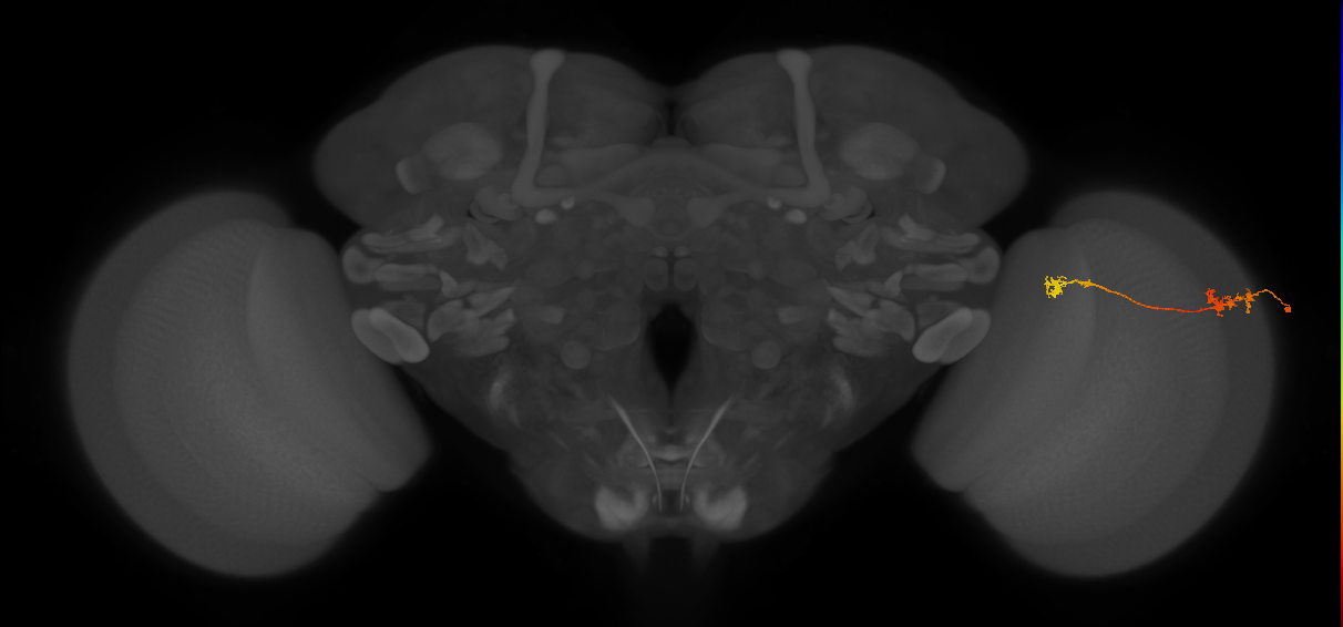 Tm5Y_R (MaleCNS:78967)