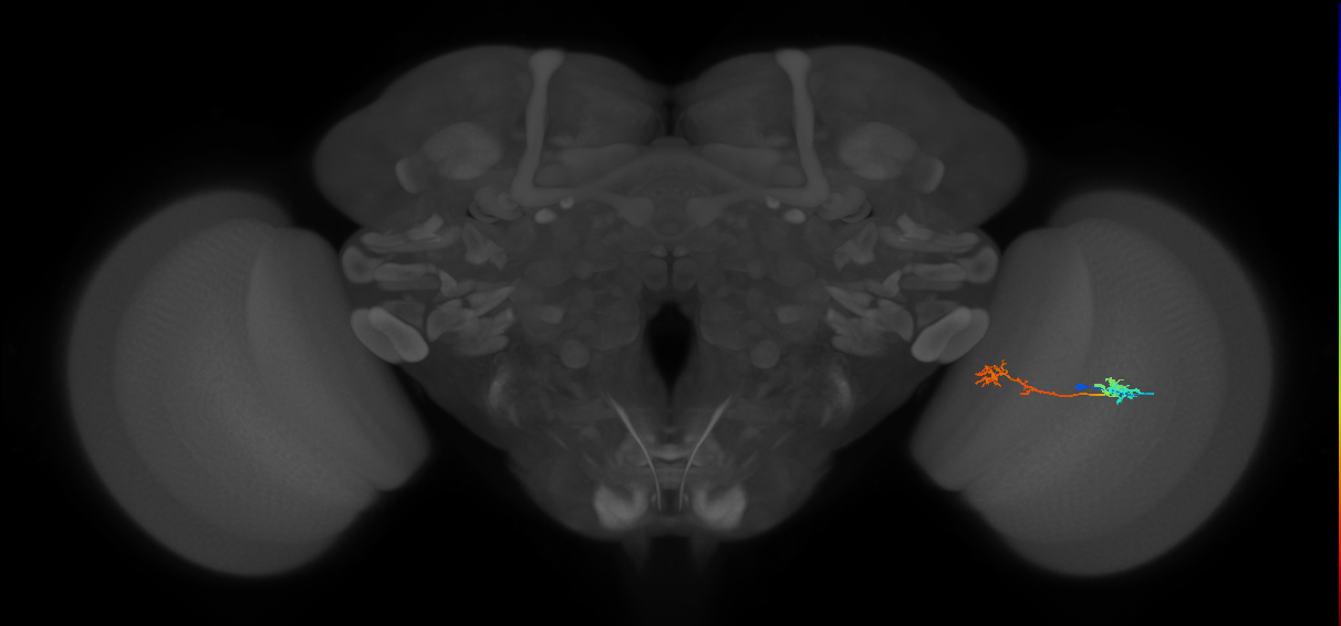 Tm5Y_R (MaleCNS:61336)