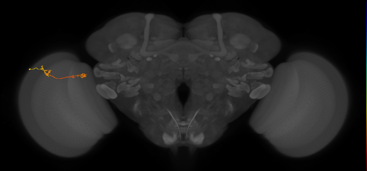 Tm5Y_L (MaleCNS:89153)