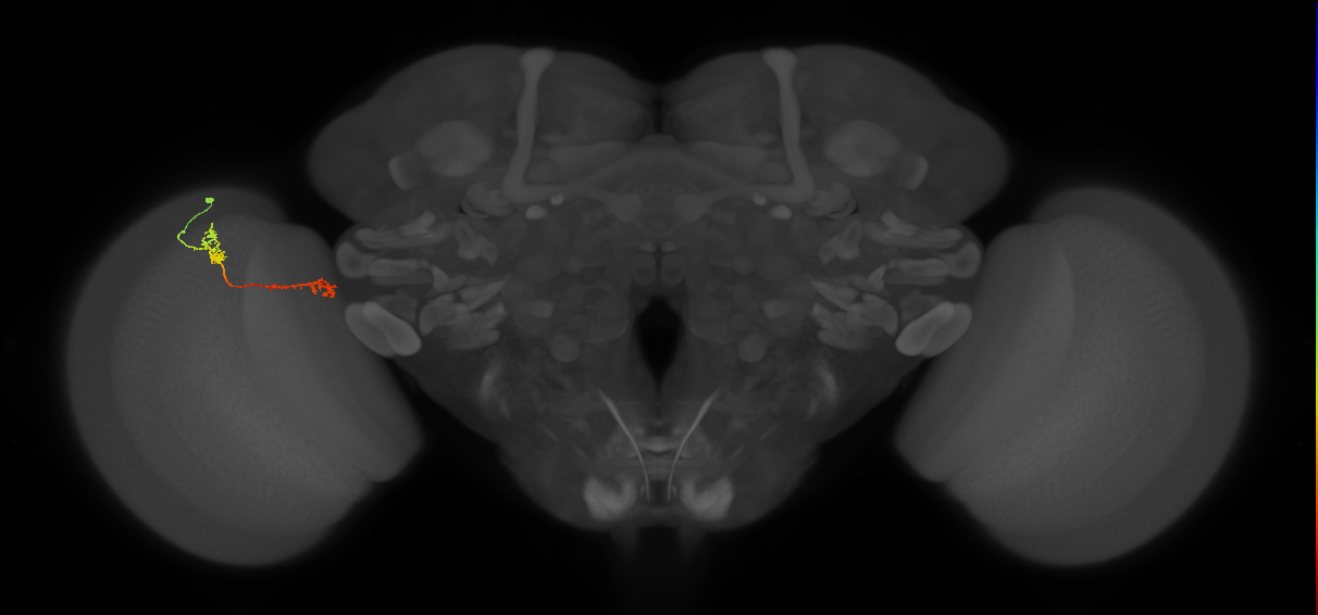 Tm5Y_L (MaleCNS:89725)