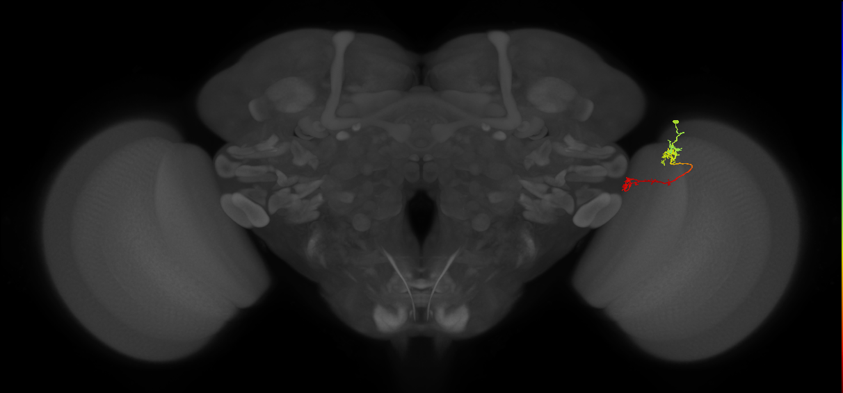 Tm5Y_R (MaleCNS:554382)