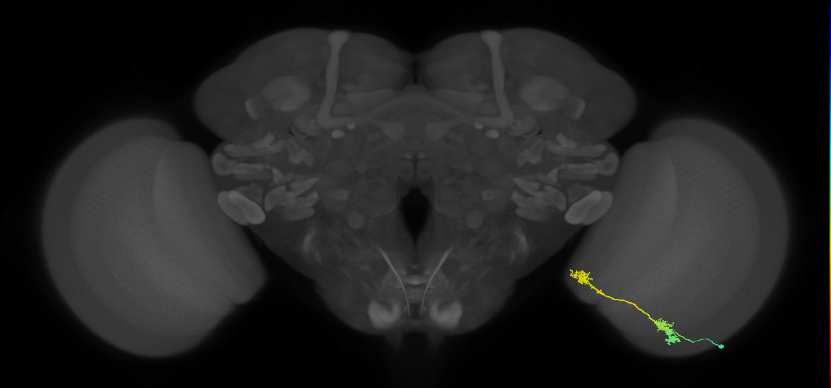 Tm5Y_R (MaleCNS:53971)