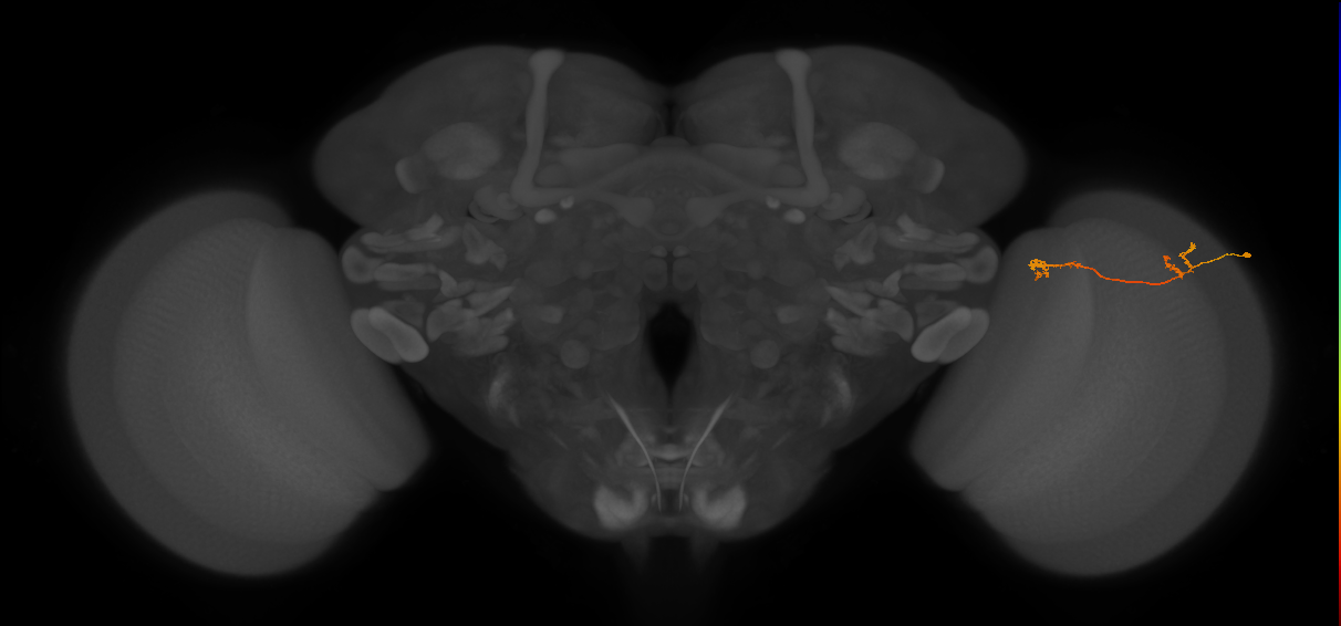 Tm5Y_R (MaleCNS:91802)