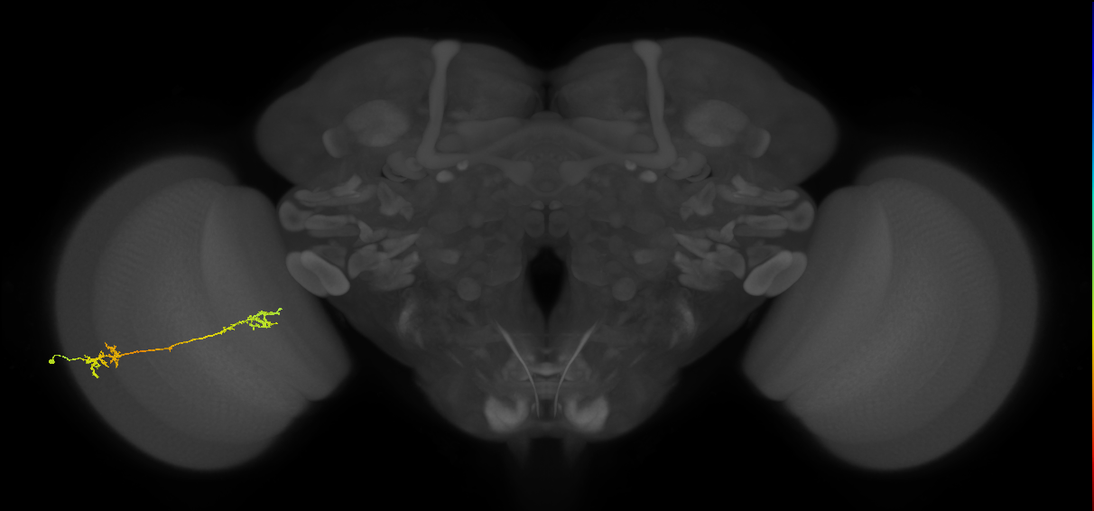 Tm5Y_L (MaleCNS:523763)