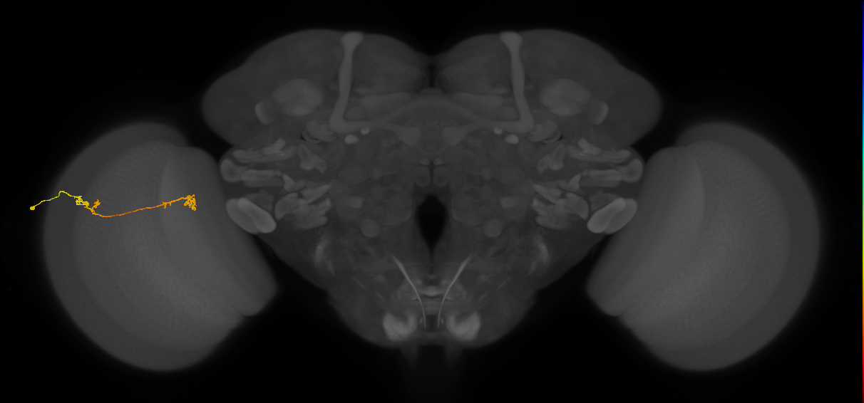 Tm5Y_L (MaleCNS:65529)