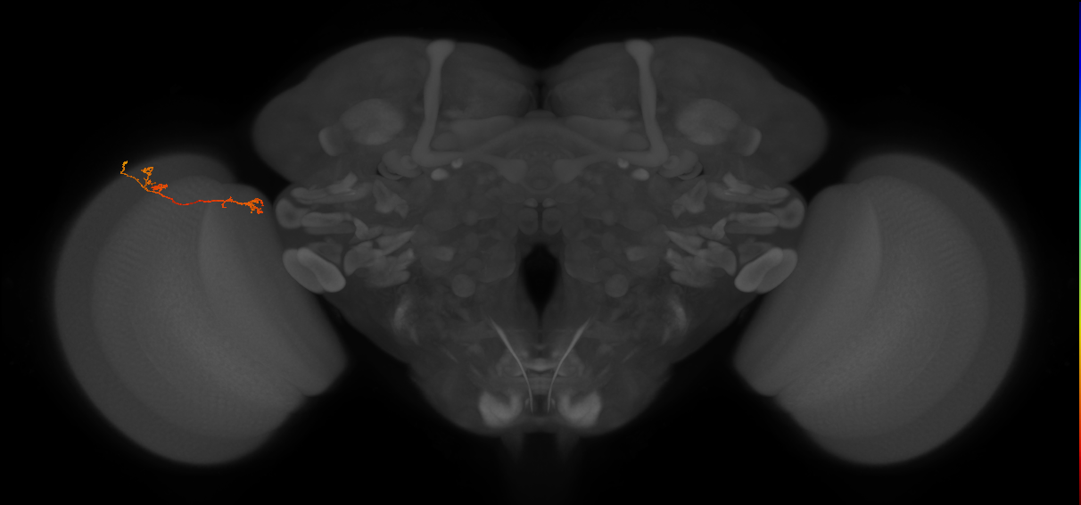 Tm5Y_L (MaleCNS:535426)