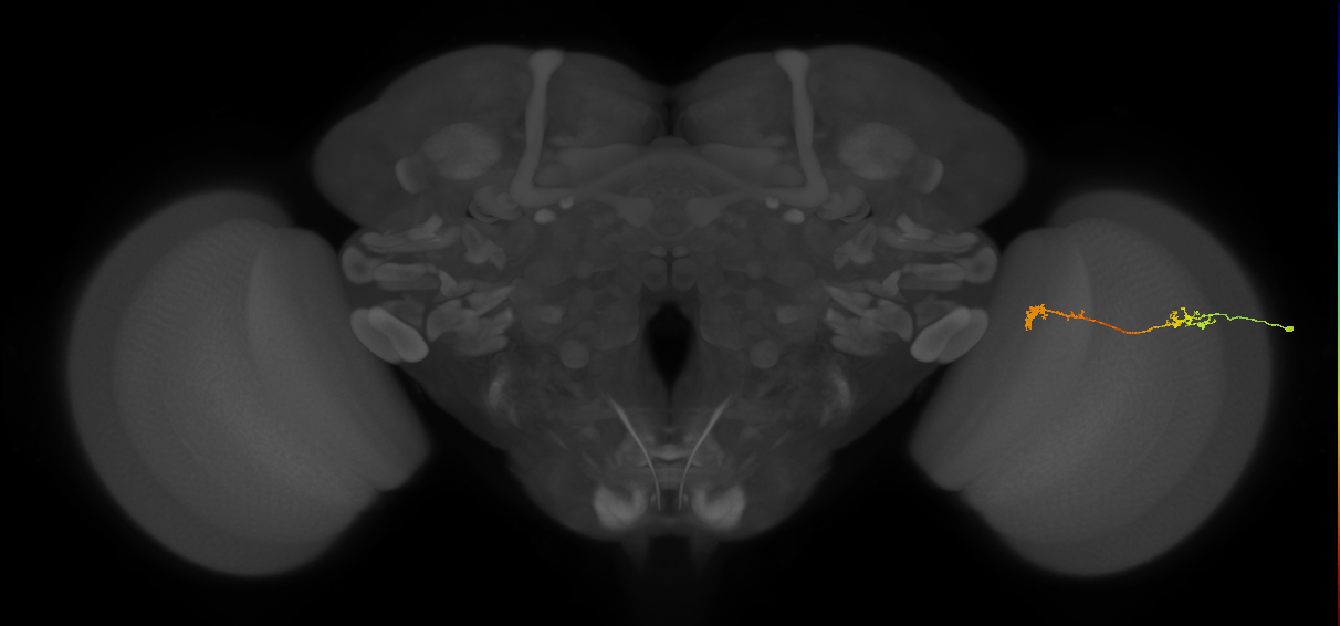 Tm5Y_R (MaleCNS:127013)