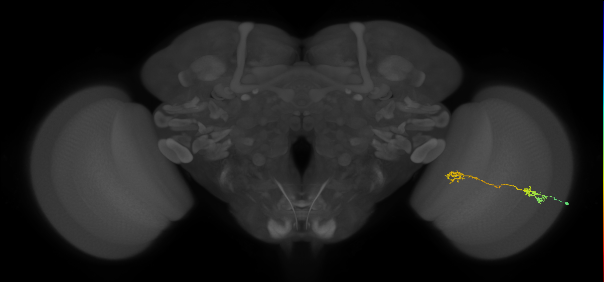 Tm5Y_R (MaleCNS:57947)